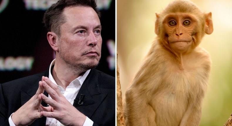 Elon Musk's company has faced criticism from an animal rights group for animal testing of its brain implant.Joel Saget/AFP via Getty Images; Education Images/Universal Images Group via Getty Images