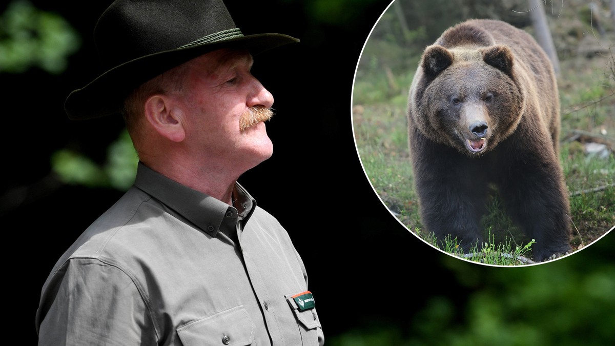 Leśnik przestrzega: niedźwiedzie już nie tylko w Bieszczadach. 