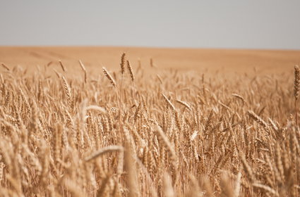 Na rynku zbóż czeka nas największy szok od półwiecza