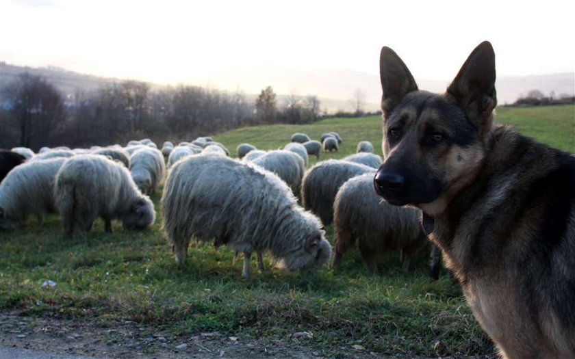 Ludzie się boją. Wilki pożerają im owce