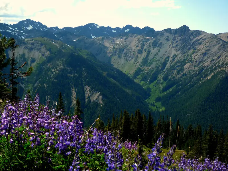 Marmot_Pass,_Olympic_National_Park