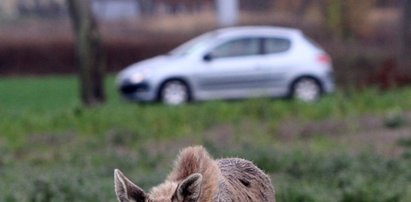 Wypadek przez łosia