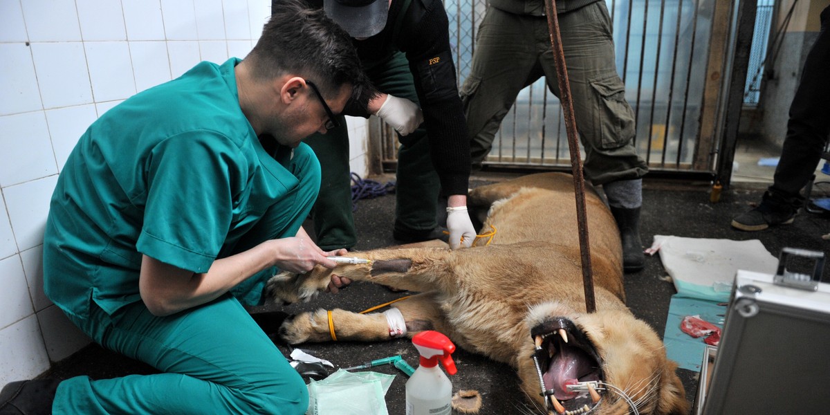 Sztuczne zapłodnienie Lwic w łódzkim zoo