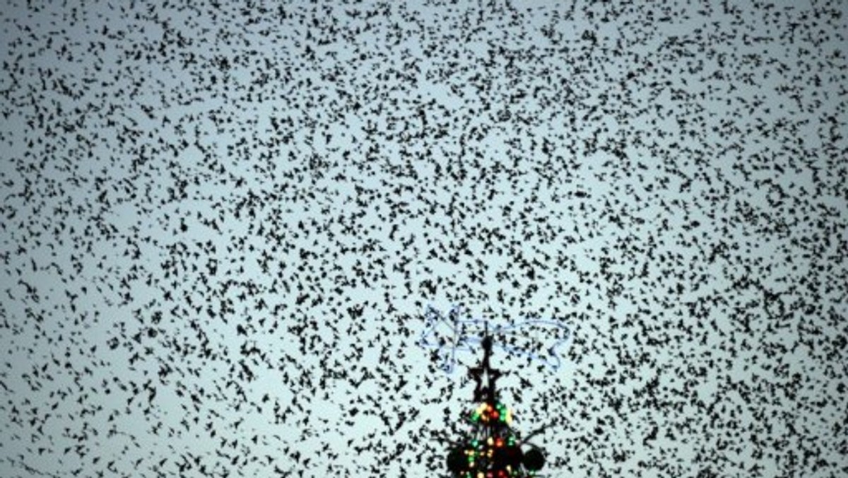 ITALY-ROME-BIRDS-STARLINGS