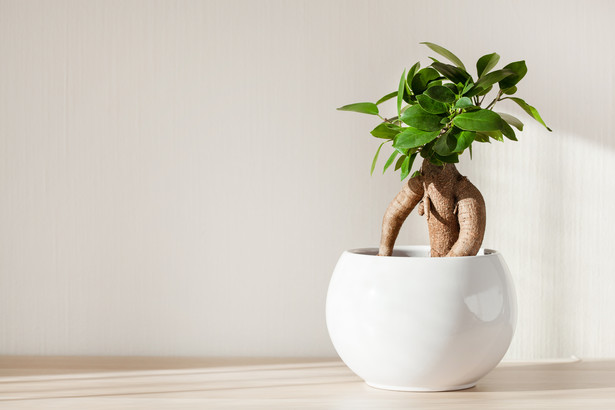 Tanie alternatywy dla drzewka Bonsai