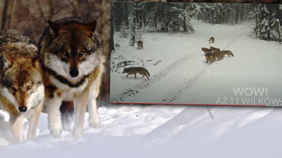 Wilki złapane w fotopułapce [NAGRANIE]