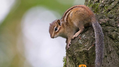 Wiewiórka burunduk – charakterystyka, usposobienie, wymagania, hodowla