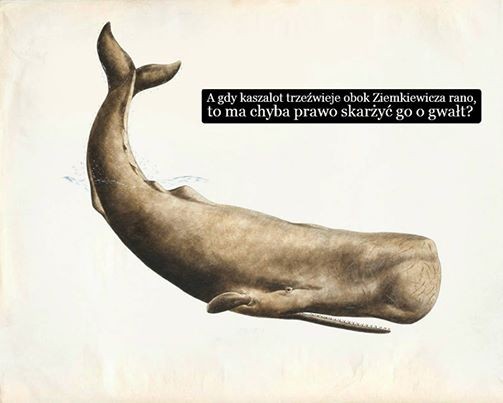 mem / Sztuczne fiołki