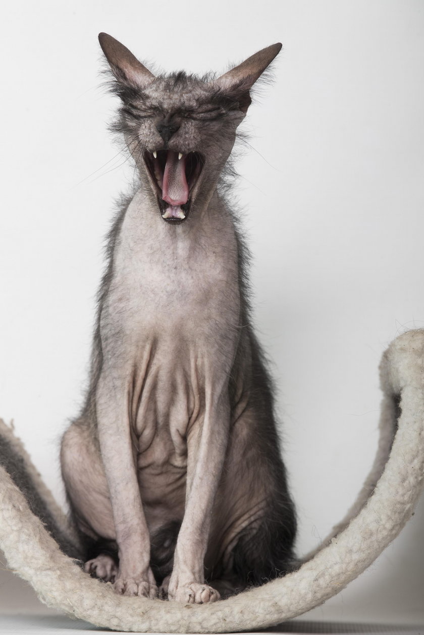 Niezwykły kot rasy Lykoi. Lobo the Cat wygląda jak wilkołak!