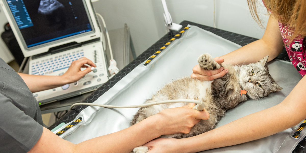 Lekarze zalecają utrzymywanie, jeśli to możliwe, kotów w domach