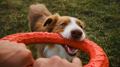 Psy mają dobrą pamięć? Wyniki badania mówią jasno