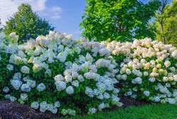 Wyglądem przypomina hortensję, a ogrodnicy ją uwielbiają. O jaką roślinę chodzi?