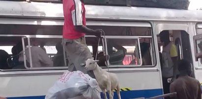 U nich kozy w autobusach to normalnka. Dziwne?