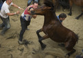 SPAIN-FESTIVAL-HORSES-SHEARING-BEASTS
