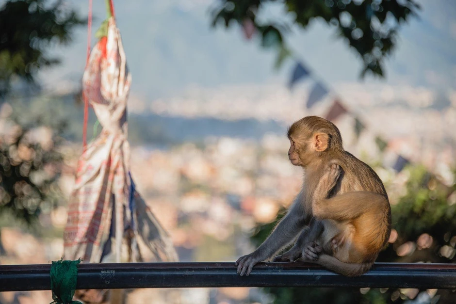 Najagresivniji su rezus makaki majmuni