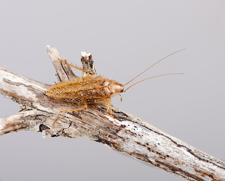 Karaczan prusak – robaki w domu