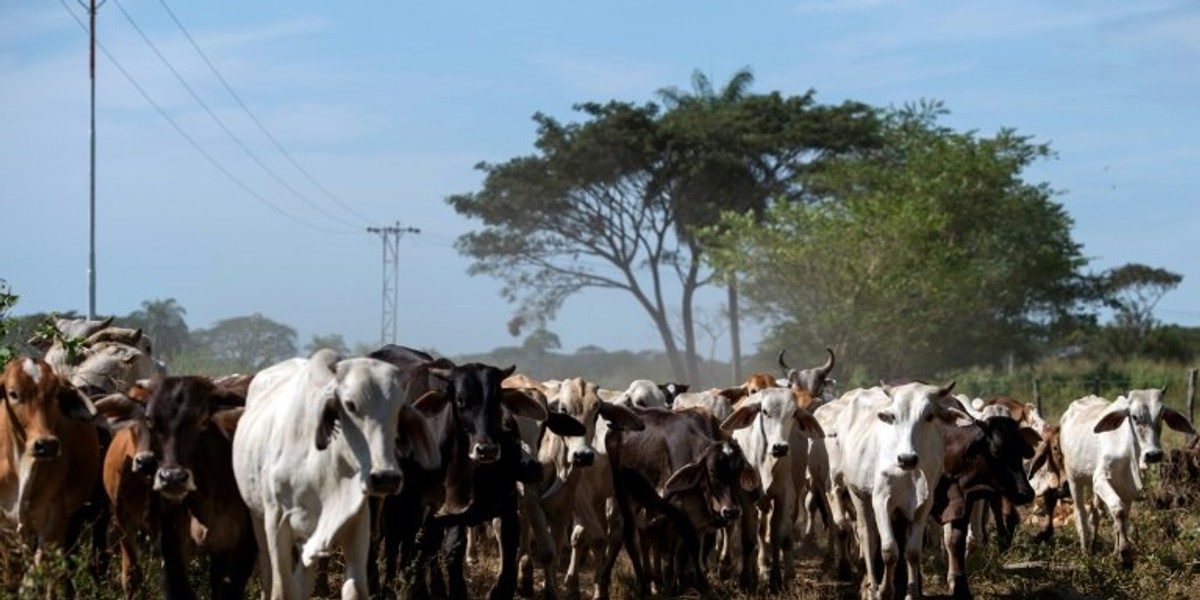 Police arrest 4 suspected rustlers with 208 cattle - Vimarsana News