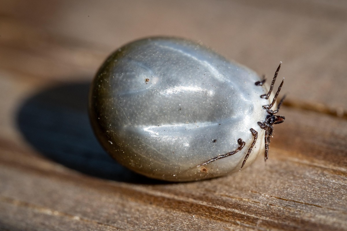 Inwazja kleszczy na Pomorzu