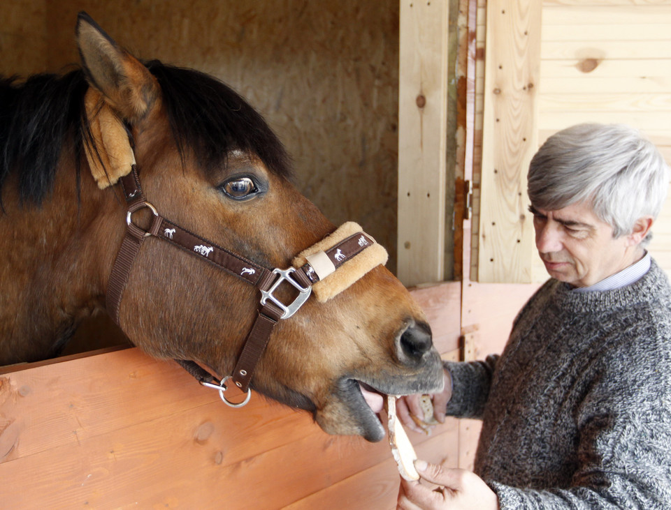 Koń do hipoterapii dla szkoły w Sosnowcu