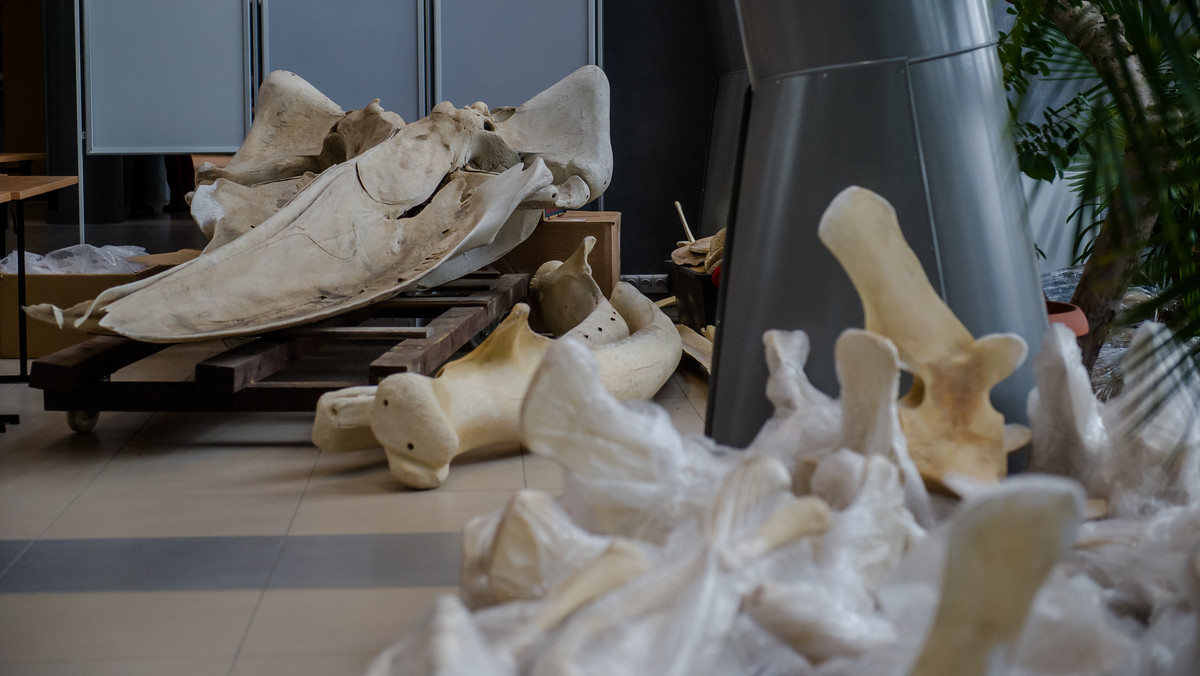 Gdańska uczelnia dostała szkielet płetwala zwyczajnego, zwanego potocznie finwalem, od Muzeum Morza w Stralsundzie. To jedyny taki okaz w Polsce. Właśnie rozpoczęły się prace montażowe.