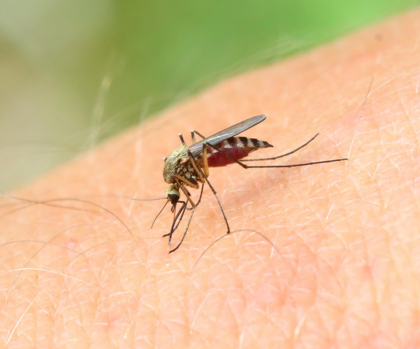 Plaga komarów w Polsce. To najlepsze sposoby na ich ukąszenia!