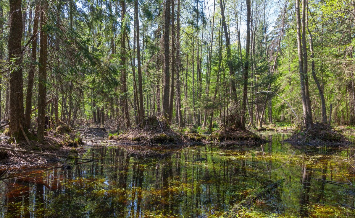 Puszcza Białowieska