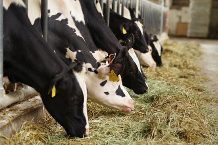 Komisja Europejska: mięso z nielegalnego uboju krów w Polsce trafiło do 14 krajów