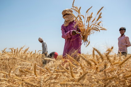 Indie zakazały eksportu pszenicy ze skutkiem natychmiastowym. To może podnieść ceny do nowych szczytów