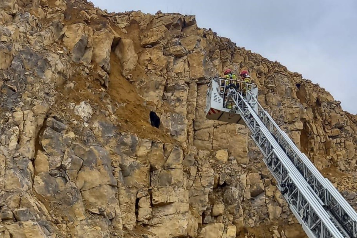 Strażacy zdejmowali psa z półki skalnej