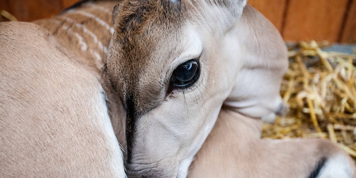 Antylopa Eland której zmarła matka