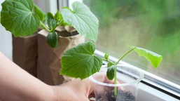 dodaj to do ziemi, w której wysiewasz ogórki. rozsada będzie mocna kiedy siać ogórki w domu kalendarz