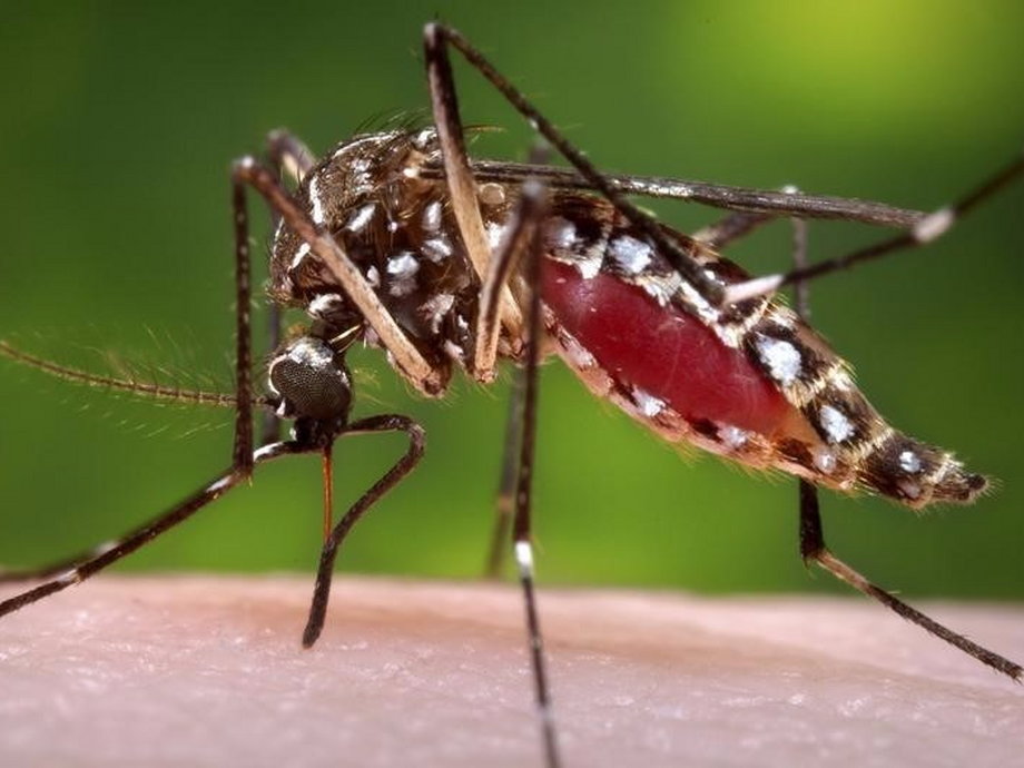 The malaria-protecting variant