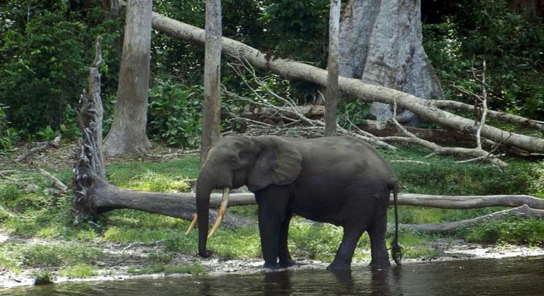 The Nouabale Ndoki national park, home to thousands of elephants, was given UNESCO World Heritage status in 2012