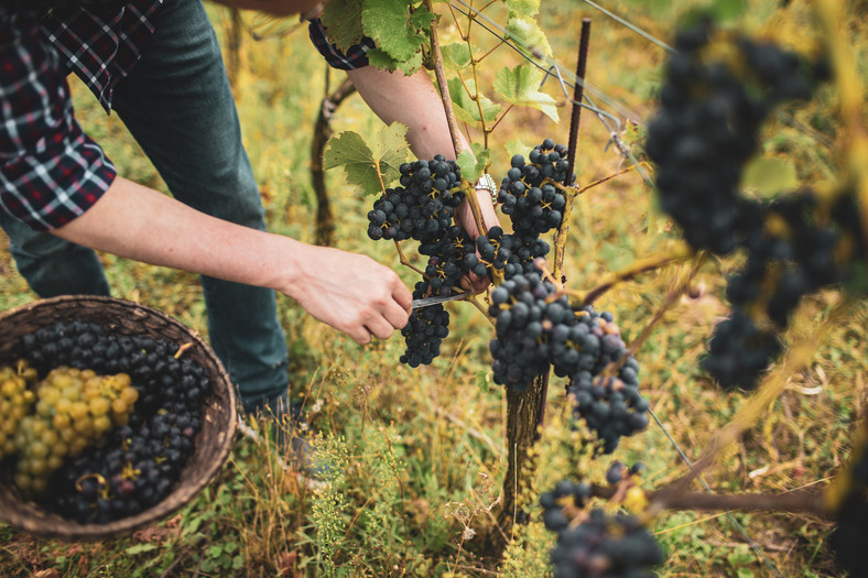 Goście festiwalu Zamojskie Winogranie w specjalnie wyznaczonej strefie będą mogli spróbować ponad stu (!) win gronowych i owocowych. 