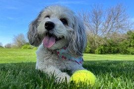 Veterinar otkrio jednostavan trik kako da zaštitite psa od toplotnog udara tokom šetnje