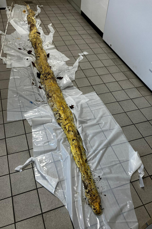 W Berlinie znaleziono martwego węża o długości około czterech metrów