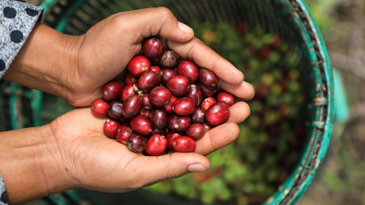 Indonesia, Farmer Holding Freshly Organic Coffee Beans, Red Coffee Cherries, Raw Berries Coffee Beans