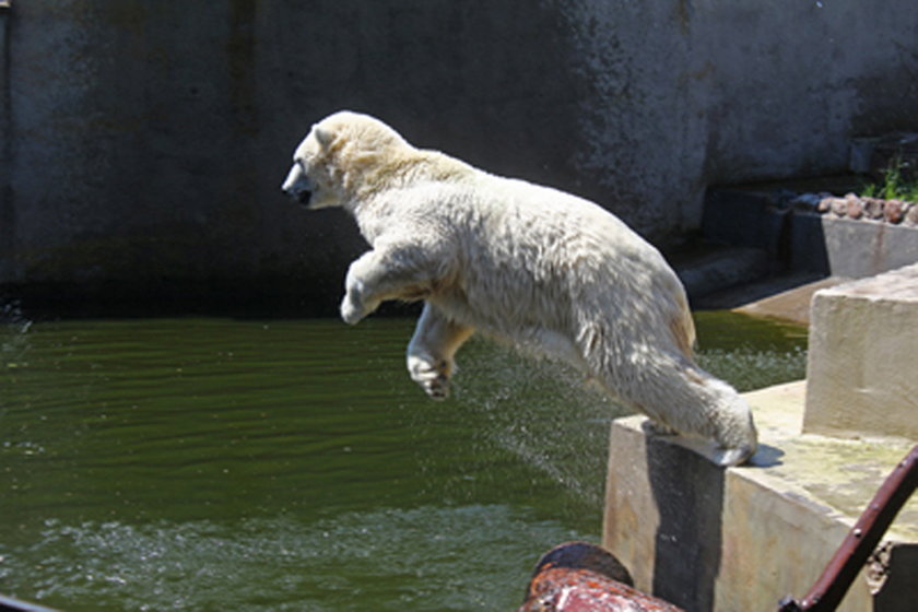 Białe niedźwiedzie w zoo