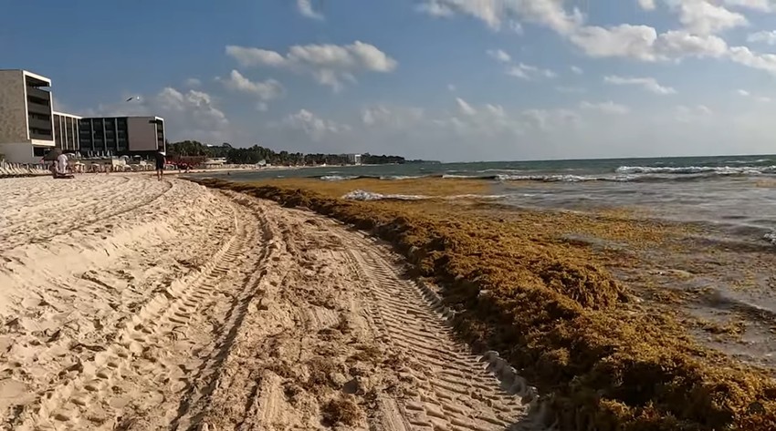 Morska trava, plaža Plaha del Karmen, Meksiko