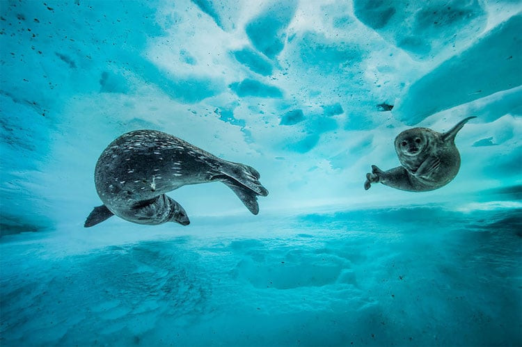 © Laurent Ballesta / www.nhm.ac.uk