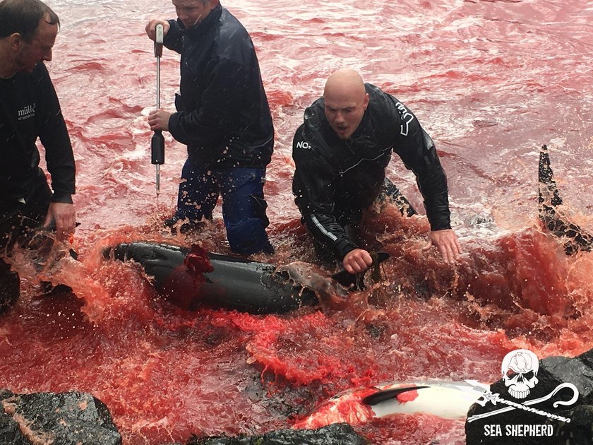 Przerażający mord. Woda przybrała kolor krwi