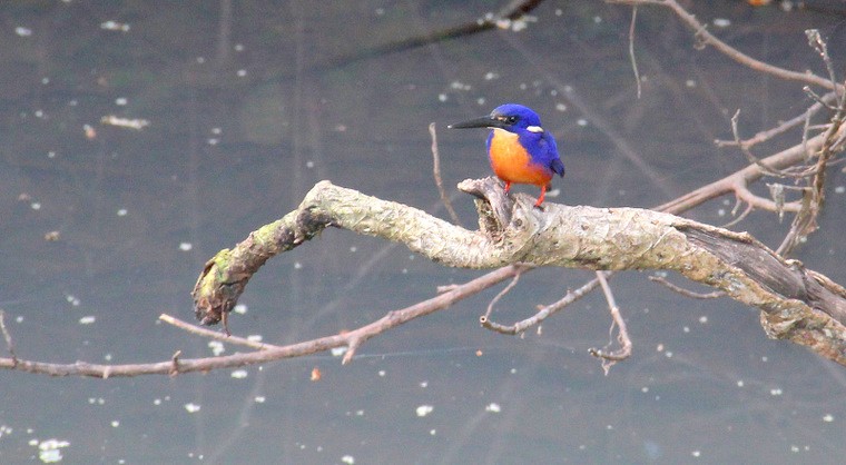 Australijska fauna Podr e