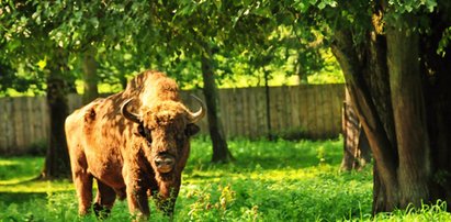 Wojna o Białowieżę. Hotelarze wściekli!