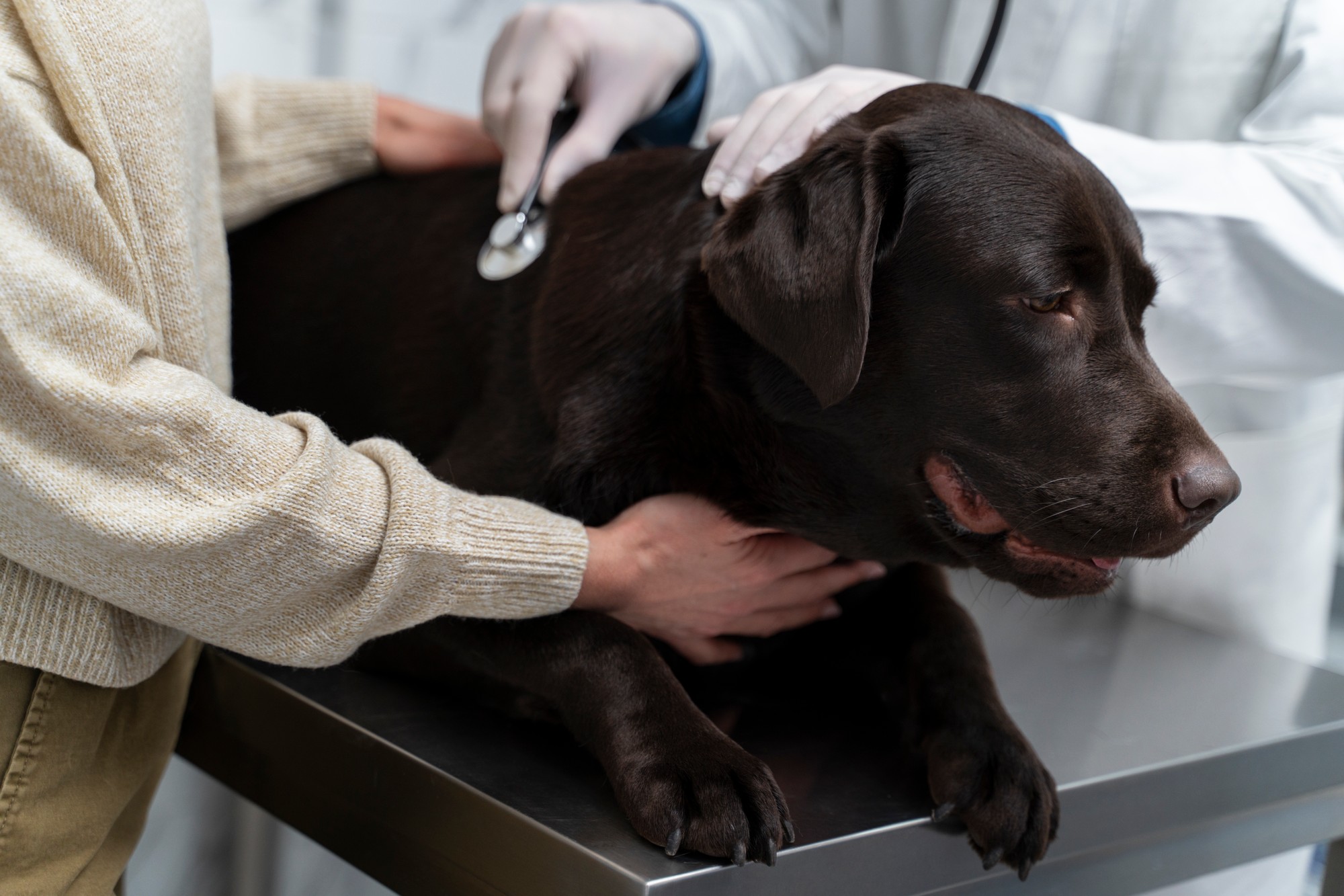 Veterinár vyšetruje psa v ambulancii. Ak pes zje čokoládu, je dôležité čo najskôr kontaktovať veterinára, aj keď zatiaľ nevykazuje príznaky otravy. Tie sa totiž môžu objaviť až po niekoľkých hodinách. Včasná odborná pomoc môže zabrániť vážnym zdravotným komplikáciám. (Ilustračný obrázok)