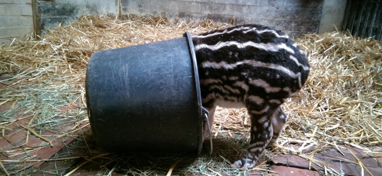 Nowy mieszkaniec wrocławskiego zoo. Przedstawiciel zagrożonego gatunku