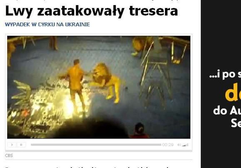 Lwy zaatakowały tresera. Wideo