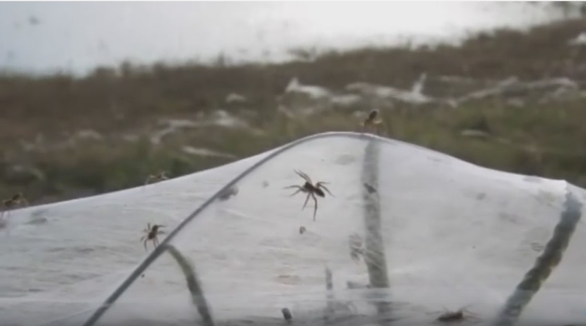 Desetine hiljade paukova je bežalo od poplave