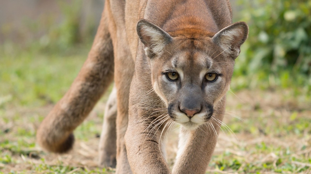 Puma grasuje pod Ciechanowem? Myśliwi wypatrzyli zwierzę przez lunetę. Gmina wydała pilny komunikat