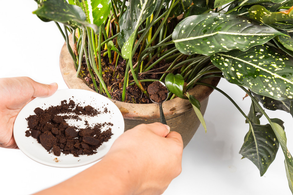 Fusy po kawie odżywią rośliny doniczkowe i ogrodowe