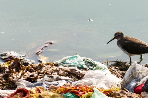 Plastic Bag Stuck on a Tree - Environmental Problem